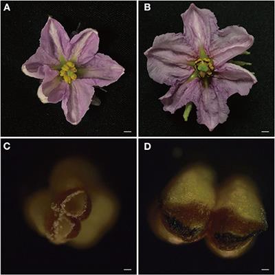 Screening and Interaction Analysis Identify Genes Related to Anther Dehiscence in Solanum melongena L.